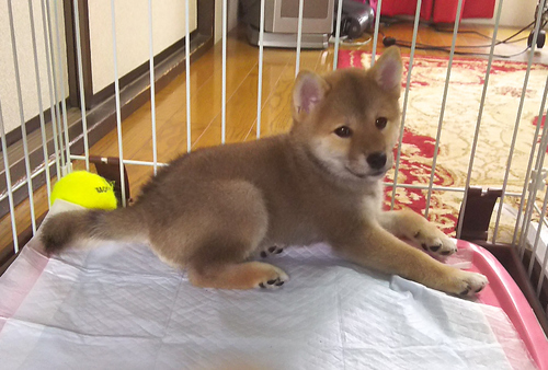 カワイイ柴犬 メス 生後二ヶ月半 血統書付き 里親さん募集中 Chofuneko 西調布の犬の里親募集 ジモティー カワイイ柴犬 メス 生後二ヶ月半 血統書付き 里親さん募集中 Chofuneko 西調布の犬の里親募集 ジモティー