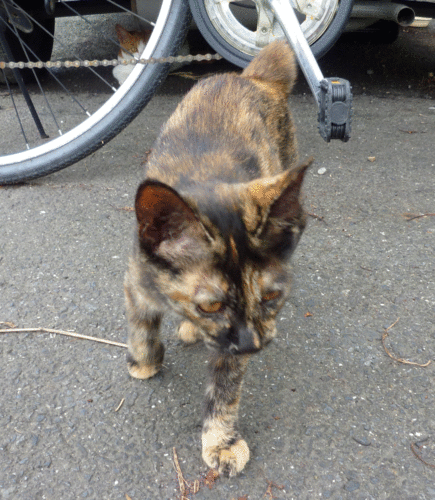 野良の子猫です 自ら寄ってくる 人なつこい しんた 幸手の猫の里親募集 ジモティー