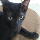 幸運のかぎしっぽ 黒猫 ♂3ヶ月