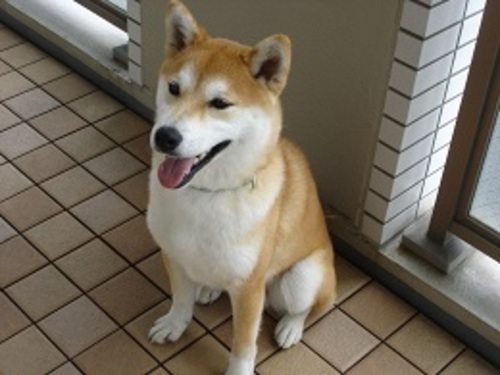 生後9ヶ月の柴犬です 里親さんを探しています Mofu Mofu 札幌の柴犬の里親募集 ジモティー