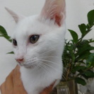 白猫　３か月 − 福島県