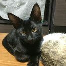 可愛い黒猫♂4ヶ月