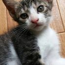 生後２ヶ月ちょっとの子猫の里親募集！ − 埼玉県
