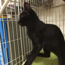保護した黒子猫ちゃんの里親さんを募集します。 − 埼玉県