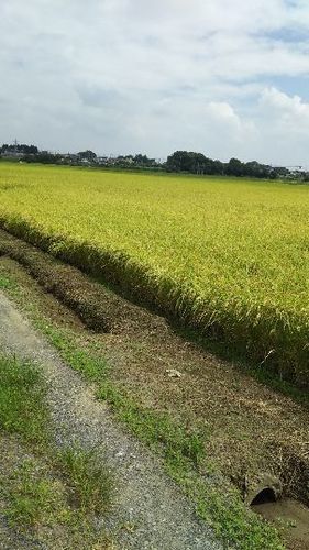 新米コシヒカリです。