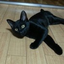 子猫4ヶ月黒猫メス、さおりちゃんです。人なれ、猫なれしています。...