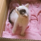 産まれたばかりの可愛い子猫【白黒】の画像