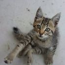 南房総市に住む実家への迷い猫です。とても人懐っこくヤンチャな猫ち...