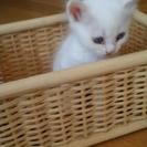 かわいい白い子猫。生後約1か月です。愛情深い里親さんを募集します。 - 小美玉市