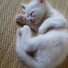 かわいい白い子猫。生後約1か月です。愛情深い里親さんを募集します。 - 猫
