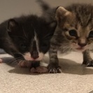 生後2週前後の子猫2匹です。