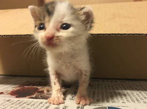 生後3週間 1ヶ月の雄の子猫です ヨッピ 松戸の猫の里親募集 ジモティー