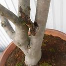 唐松園　昔国風展した　さらさどうたん　価格交渉受け付けます。