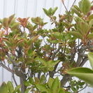 唐松園　昔国風展した　さらさどうたん　価格交渉受け付けます。