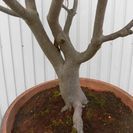 唐松園　昔国風展した　さらさどうたん　価格交渉受け付けます。