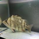 熱帯魚 ダトニオプラスワン