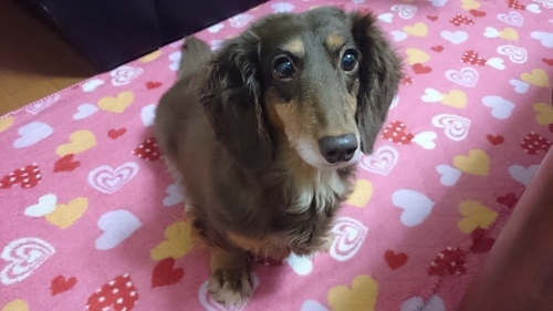 里親募集 ミニチュアダックス チョコタン12才老犬 なかさん 小岩のその他の里親募集 ジモティー