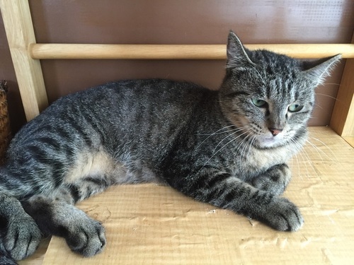 子猫達を最後まで守った若い母猫 うずらママりん Npo法人 府中猫の 府中競馬正門前の猫の里親募集 ジモティー