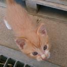 可愛い＆元気なチャシロ子猫  − 鹿児島県