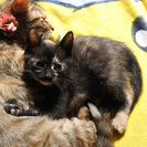 【急募！】黒サビ柄 2匹のメスの子猫の里親募集