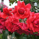 終了：バラ ドンファン 真っ赤な情熱的なバラです。鉢植え、植物、...