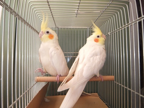 白いオカメインコ 決まりました ありがとうございました Furo Ram 舎人のその他の里親募集 ジモティー