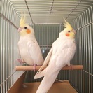 白いオカメインコ　 決まりました。ありがとうございました。