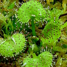 食虫植物 D.prolifera ドロセラ・プロリフェラ 小苗２...