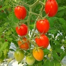 【主婦が活躍中】高糖度フルーツトマトの栽培補助パート募集！