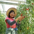 【主婦が活躍中】高糖度フルーツトマトの栽培補助パート募集！ - つくば市
