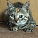 麦わらの女の子♪ − 神奈川県