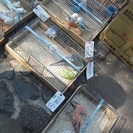 小鳥のフリーマーケット（即売会） - 富士宮市