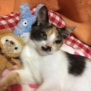 子猫 三毛猫 女の子