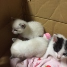 生後1か月位の子猫3匹と、１歳&半年位のオス猫です。