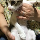 子猫、里親募集の画像