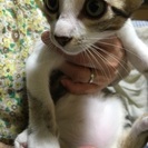 子猫、里親募集 − 徳島県