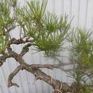 唐松園　樹齢100年以上経つ　文人木　赤松　貴重品