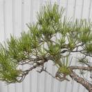 唐松園　樹齢100年以上経つ　文人木　赤松　貴重品