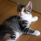【情報更新】生後3ヶ月三毛系姉妹4匹・くーちゃん - 猫