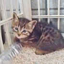 生後1.5ヶ月ぐらいです、キジ猫。 − 兵庫県