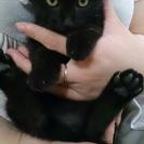 黒美猫★2カ月くらいの女のコ