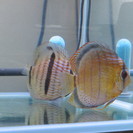 熱帯魚水槽　売ります