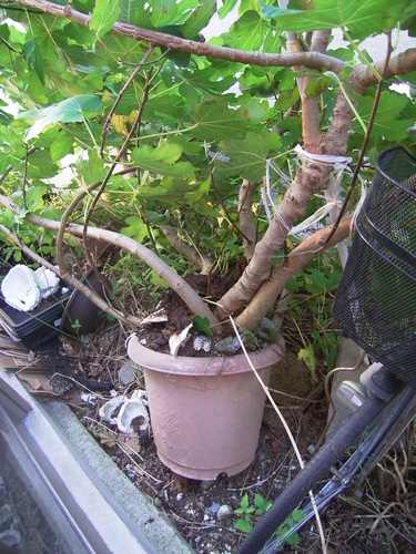 イチジク 無花果 の木さし上げます めかぶ 久留米のその他の中古あげます 譲ります ジモティーで不用品の処分
