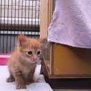 プクプクで元気な茶トラの子猫ちゃんです