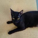 黒猫1歳メス♀だれか、よろしくお願いいたします❗