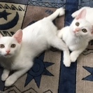生後１月半、白猫美人姉妹♡