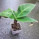 モンキーバナナ　苗　果実植物　人気商品　観葉植物