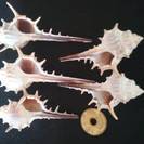 骨貝　オカヤドカリ宿替　水槽装飾　化石　貝殻★貝
