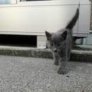 体長20cmほどの活発な子猫の里親 - 刈谷市