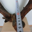 希少  大きい  古木  流木 衝立  置物  オブジェ 骨董  テーブル 